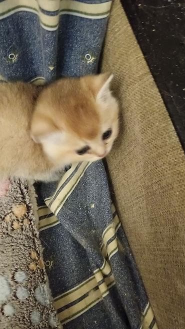 Britan, Dişi, Yaxşı əllərə, Ünvandan götürmə