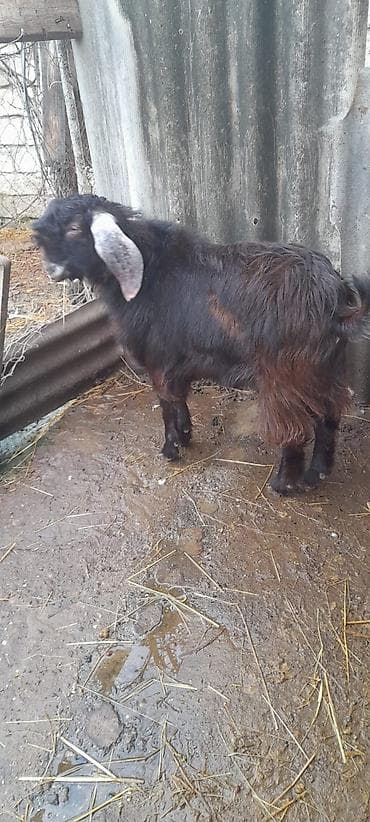 Quşlar: Damazlıq keçi 10 ayliqdi — 3