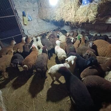 Salam aleyküm saxlamlıq quzularm var satram isdiyen0775431770 elaqe — 1