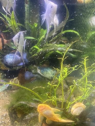 Mələk balığı (skalyari), Sülhsevər — 3