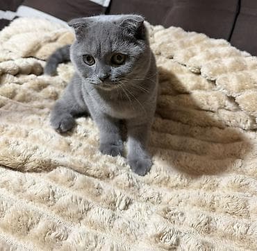 pişik yatağı: Şotland yastı qulaq, Dişi, Yaxşı əllərə, Ünvandan götürmə — 1