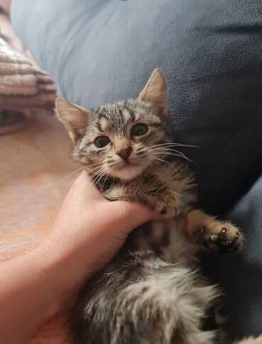 böyüməyən pişik: Tabbi, Yaxşı əllərə — 2