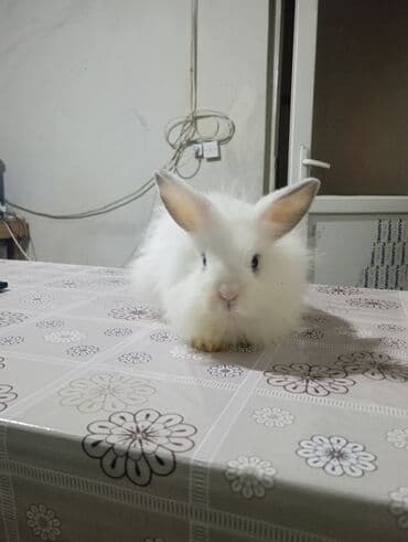 kaliforniya dovşanı: Məhsul: Uzun tüklü ağ dekorativ dovşanlar (2 ədəd) Təsvir: - Şirin — 3