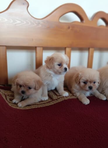 avçarka itləri: Pekines — 4