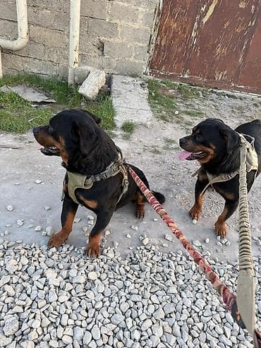 doberman balasi: Rotveyler, 2 il, Erkek, Peyvəndli, Ünvandan götürmə — 1