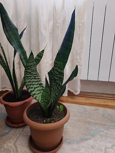 Sansevieria (Qayın dili) otaq bitkisi – dekorativ, asan qulluq olunan