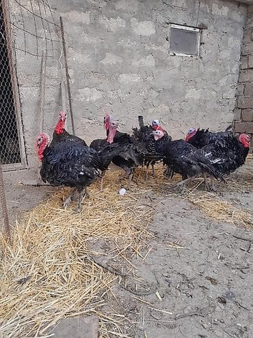 Balıqlar: Erkək, Amerika, Damazlıq — 1