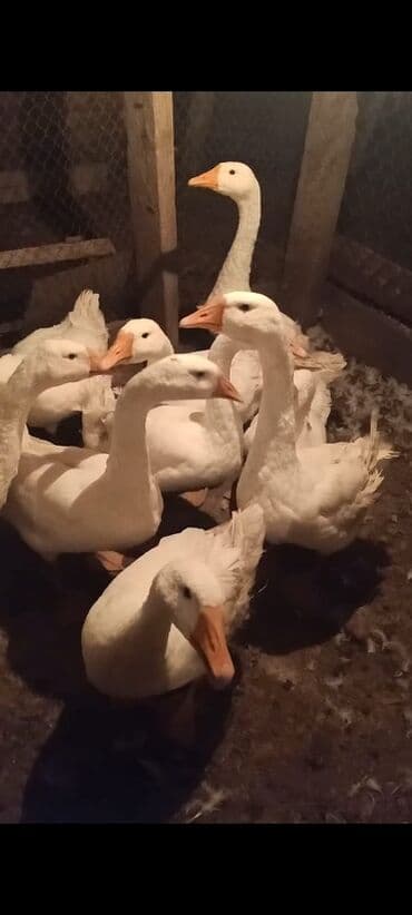 Məhsul: Ağ qazlar (sürülü) Linda ailesi 8 ayligdilar 12 ededdir lalafo.az -da Məhsul: Ağ qazlar (sürülü) Linda ailesi 8 ayligdilar 12 ededdir