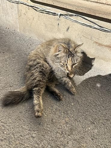 heyvan bazari sumqayıt: 150 azn razılaşma var — 1