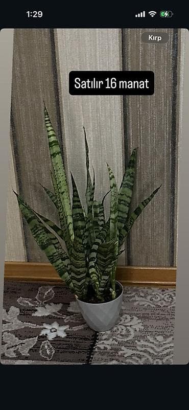 Sansevieria (Qaynanadili) otaq bitkisi - Dekorativ, zolaqlı, qalın