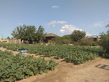 bag evlerinde: 53 sot, Maklerlər narahat etməsin — 1