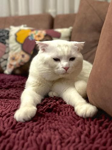 shotland pişiyi: Şotland yastı qulaq, Erkək — 4