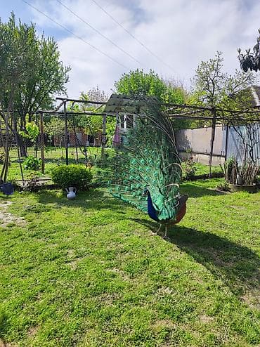 Павлины: Məhsul: Göy tovuz quşu (erkək) və dişi ikisi birlikdə satılır.ikisinin — 3