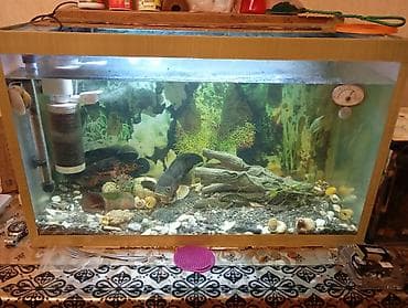 Dördbucaq akvarium, Balıqlarla birlikdə, 150 l, Ünvandan götürmə