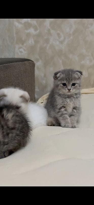 pişik pers: Şotland yastı qulaq — 1