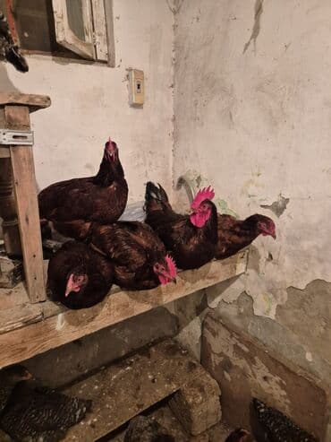 bakida cins ineklerin satisi: Курица, Для яиц — 4
