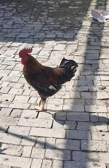 ördek qaz: Erkək, | Lal ördək, Damazlıq — 3