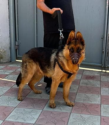 it cinsi: Alman çoban iti, 11 ay, Erkek, Peyvəndli, Ödənişli çatdırılma — 3