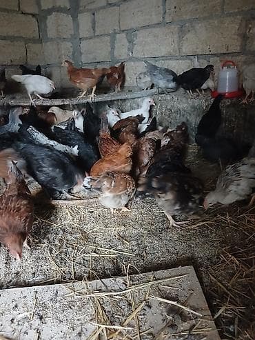 Toyuq cücələri, Damazlıq