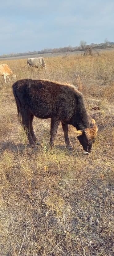 Dana, buzov, Erkək, ay: 1, Ətlik