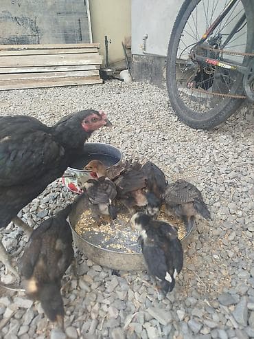 Toyuq, Damazlıq, Ünvandan götürmə