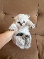 русская голубая кошка баку: Britan, Dişi — 1