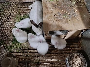 ov iti type 0 per page 40: Holland lop ve yerli cins dovsanlar 1 ayları tamam olmayib.mini — 6