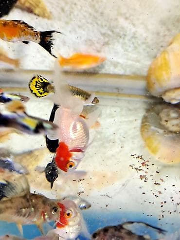 Qırmızı Papaq Balıǧı Cavan Nesildir Tam saǧlamdır