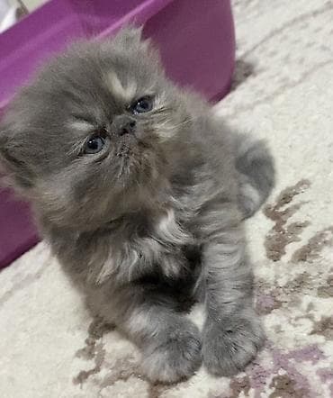 pişik gəncə: Fars — 1