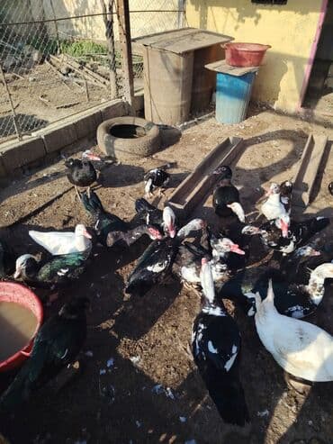 Dişi, | Lal ördək, Damazlıq