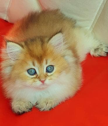 gence heyvanlar: Erkək, Ünvandan götürmə — 5