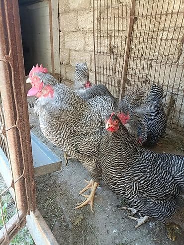 cuce ve xoruz: Barred Rock Plymouth. 3-fərə 3-xoruz 1il5 aylıqdılar təmiz qan sağlam — 5