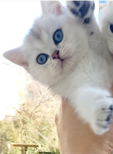 qaz bala: Britan, Dişi, Yaxşı əllərə, Ünvandan götürmə — 1