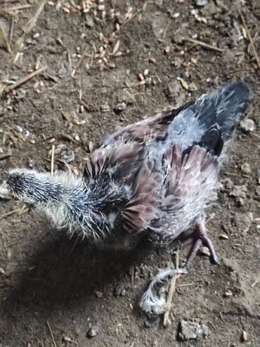 goyerçin: Məhsul: Göyərçin salam çil döş maya satilir, super bala verən sağlam — 9