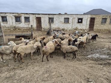 şpits qiyməti: 15 balalı qoyun satlırr iri quzularla qiymət razılaşma yolu iləə — 4