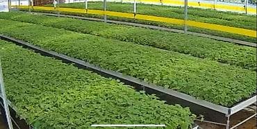 yolka agaci: Pavlovniya tingi topdan.Hibrid Şantong sortu 1 ci — 2