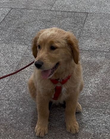 border collie qiymeti: Retriever, 3 ay, Dişi, Peyvəndli, Pulsuz çatdırılma — 2