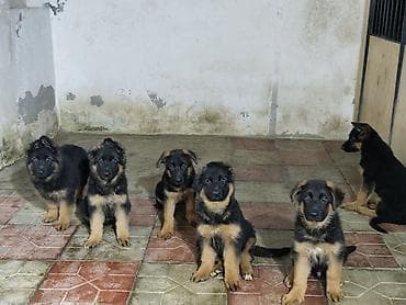 coban iti satilir: Alman çoban iti, 3 ay, Dişi, Peyvəndli, Ünvandan götürmə — 6
