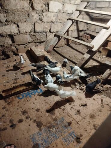 Qarışıq rəngli ev göyərçinləri dəsti - Növ: ev/oyun göyərçinləri - — 5