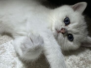 шотландская серебристая шиншилла купить: Шиншилла, Самец, В добрые руки, Самовывоз — 8