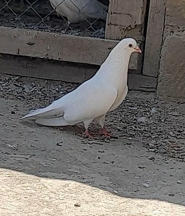 pişik kartinka: Tutulma sallaq qanad ag erkey 13 tuk unvan suraxani — 3