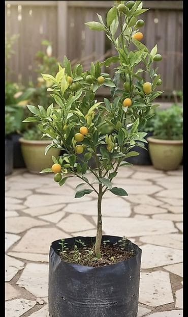 Ağaclar: Saksıda meyvə verən sitrus ağacı – kumquat (Fortunella) - Kompakt — 1