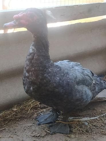 afcarka balasi erkey: Xüsusiyyətlər: - Cins: Muscovy (indo-ördək), ətli-yumurta istiqaməti - — 1