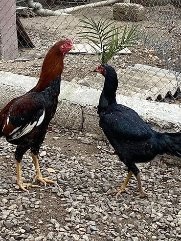 Dovşanlar: Toyuq, Damazlıq, Ödənişli çatdırılma — 2