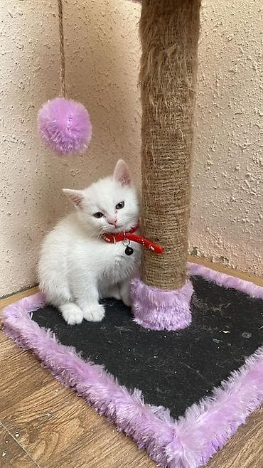 pişik ucun oyuncaq: Pisik britan 2 ayliq erkek razilasmaq olar ecemi — 2