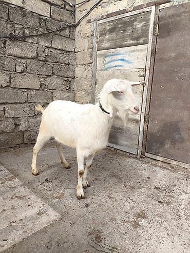 erkəy danalar: Təmiz orginal 3 dənə Sani satılır ikisi balalıdı hərəsin bir balası — 8