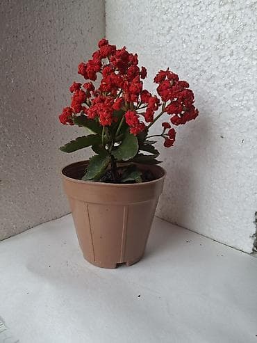 mal dili bitkisi: Kalanxoe (Kalanchoe blossfeldiana) – çoxillik, dekorativ otaq — 3