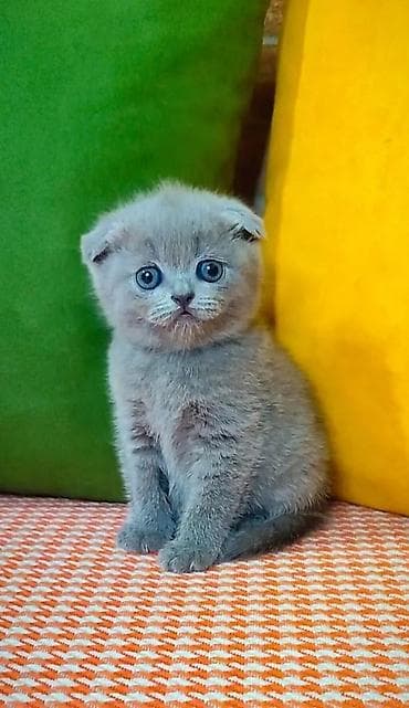 top 3 ev heyvanları: Britan — 3