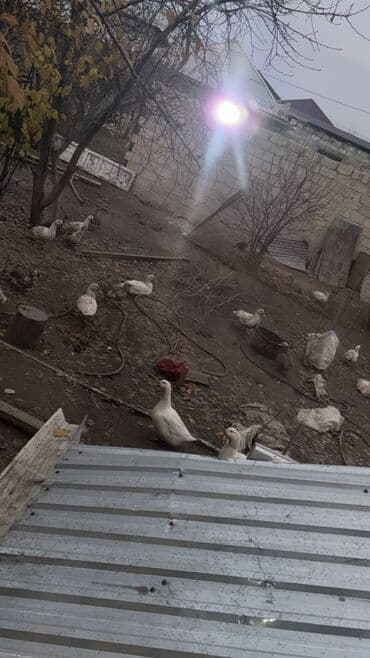 породистые собаки в добрые руки: 15 20azn - Növ: ev ördəyi (ağ və ləkəli rənglər) - Təyinat: ət və — 1