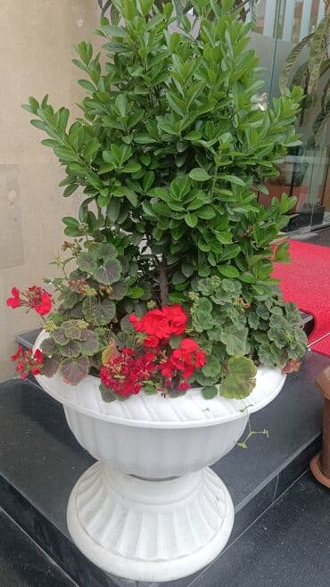 саженцы малины тарус: Qazon landşaft #qazon #torf #torf250litrlik Ekolayf #ekolayf balaken — 16